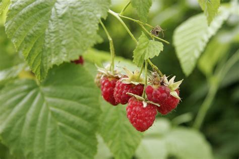 When To Pick Wild Raspberries Himbeeren Vermehren Himbeeren Pflanzen