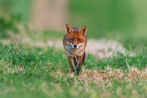 Carte Le Renard Roux 2 Alexandre And Chloé Bès