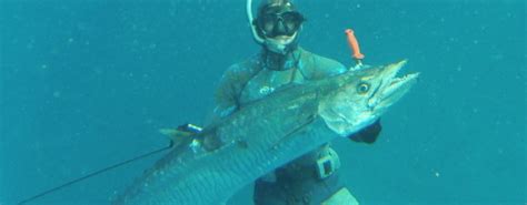 In all areas of the seashore the use of bow and/or arrow or spear guns, or hawaiian slings is prohibited. Spear Me The Details: Spearfishing on the Gold Coast ...