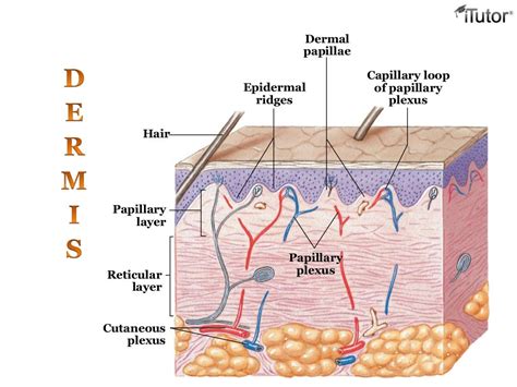 The Integumentary System