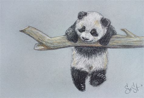 Small Panda Pencil Drawing By Suzana Stanoeva Artfinder
