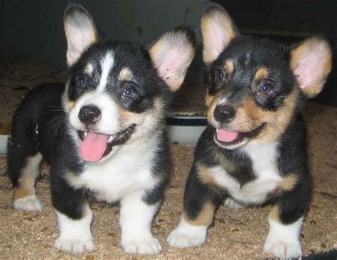 Welsh corgis are some of the healthiest herding dogs out there. Pembroke Welsh Corgi Puppies For Sale | Saint Paul, MN #119661