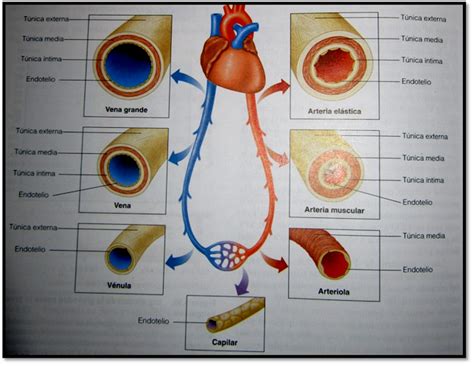 Biofísica Del Sistema Circulatorio Vasos Sanguineos