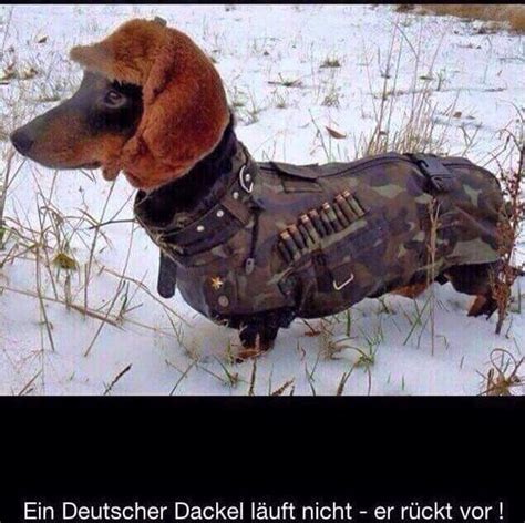 Deutscher Dackel Dogs Dachshund Dog Hunting Dogs