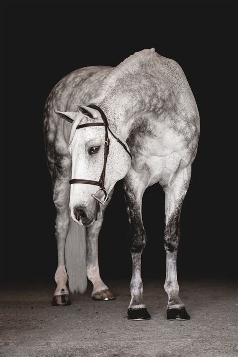 Equine Portraiture 2022 — Sara Shier Photography