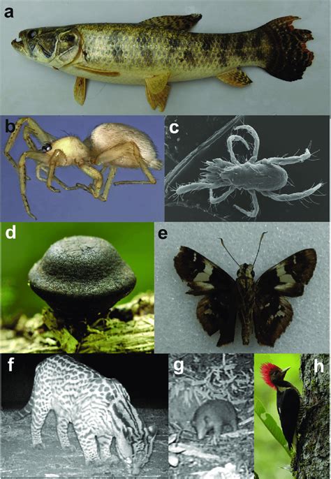 Representation Of Some New Species First Records And Vulnerable