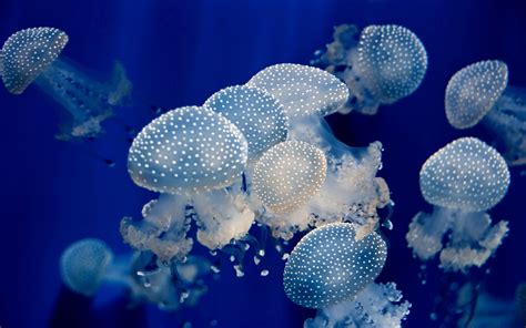 Underwater Jellyfish Ocean Sea Wallpaper 1920x1200 35644 Wallpaperup