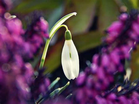 White Snowdrop At Purple Spring Flowers Free Image Download
