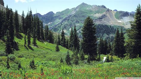 🔥 41 Mountain Meadow Wallpaper Wallpapersafari