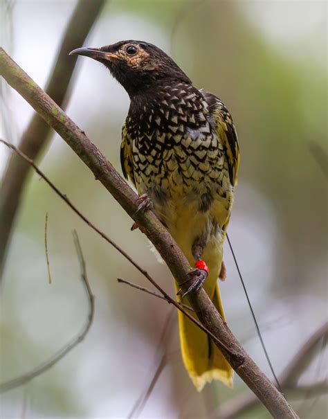 Woodland Bird Feature Regent Honeyeaters Update Hunter Region