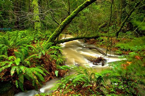 Muir Woods Creek California Muir Woods The Great Outdoors Places To Go
