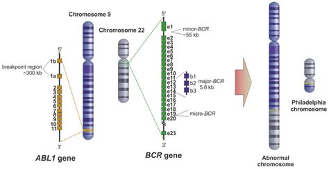 Ijms Free Full Text Genetic Biomarkers In Chronic Myeloid Leukemia