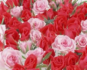Gulab Flower Wallpaper Hd 90 Wedding Red Rose Flower Wallpapers Love