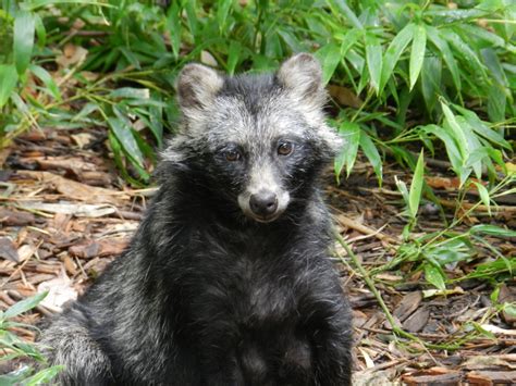 Japanese Raccoon Dog Nyctereutes Procyonoides Viverrinus At Zoo