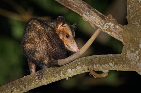 Common Opossum Didelphis Marsupialis Also Called The Southern Or