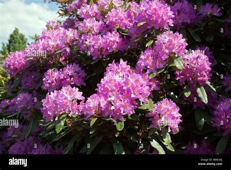 Rhododendron Hi Res Stock Photography And Images Alamy