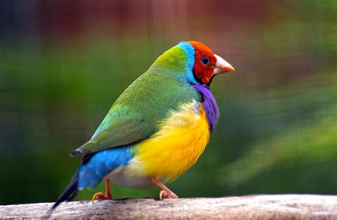 Free Images Nature Wildlife Beak Fauna Lorikeet Birds