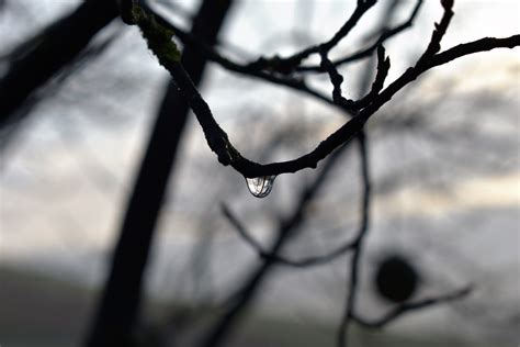 Free Images Tree Nature Grass Branch Snow Winter Light Black