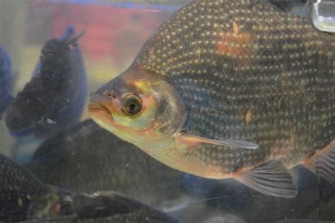 Tilapia Breeding For Beginners Easy Guide