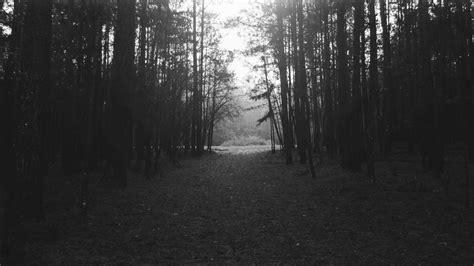 1920x1080 Forest Nature Landscape Black White Night