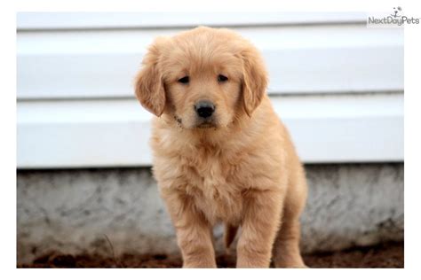 Meet Mason A Cute Golden Retriever Puppy For Sale For 700