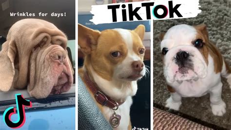 Tiktoks That Make You Go Aa Funny Dogs Of Tik Tok Try Not To