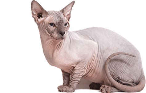 Email your story and a photo of your cat to contact@thespruce.com and write cat adoption story in the subject line. Arizona Sphynx Cat Breeder and Adoption - Beautiful ...