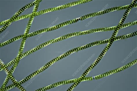 Desmidium Swartzii Algae Filaments Light Micrograph Stock Image