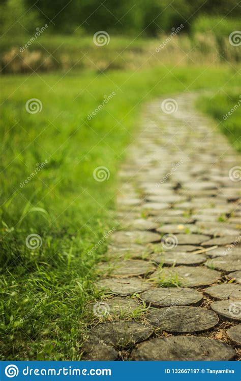 A Nice Wooden Walkway Among Thick And Bright Greenery Stock Image