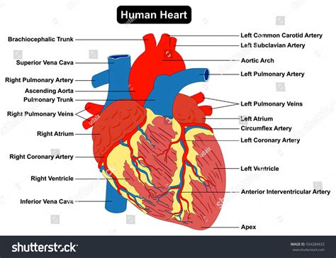 Heart Muscles Diagram