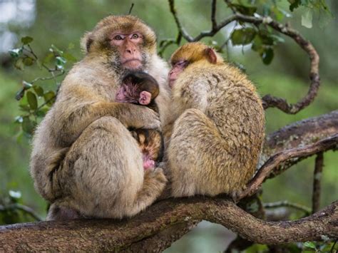 Barbary Macaque Profile Description Diet Habitat Traits Primates Park