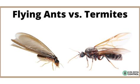 How To Tell Winged Termites From Flying Ants Carolina