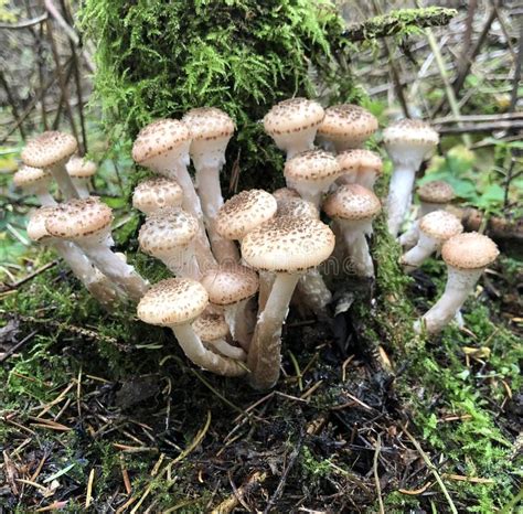 Edible Forest Mushroom Armillaria Mellea Autumn Mushrooms Stock