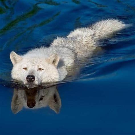 Do Wolves Swim Which Ones How Why And How Far Guide