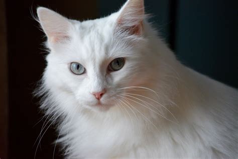 The Top 22 Types Of White Cat Breeds With Pictures Pet Keen