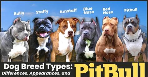 Pitbull Dog Breed Types Differences Appearances And Characteristics