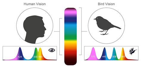 Scientists Show How Differently Birds See The World Compared To Humans