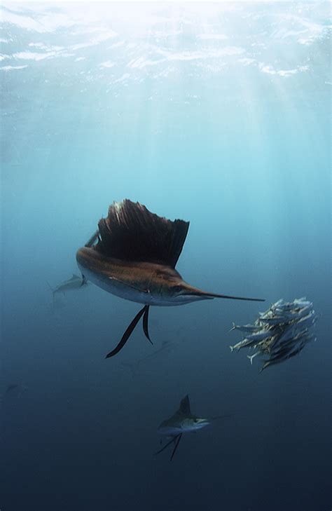 Underwater Photographer Shane Grosss Gallery Sailfish Sailfish Grace