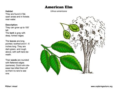Elm American
