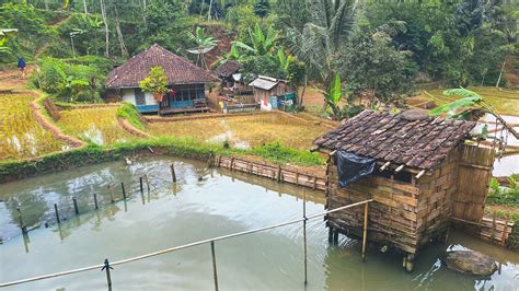 Nyaman Dan Damai Suasana Dan Aktivitas Di Pedesaan Kampung Lemah