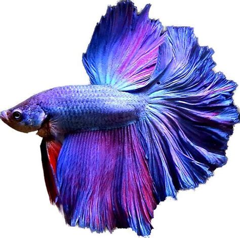 Beautiful Halfmoon Betta • Millions Of Unique Designs By Independent