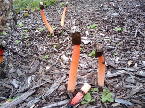 Weird Mushroom Id Pics Mushroom Hunting And Identification