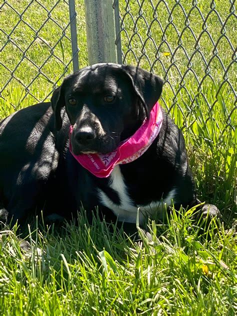 The Stark County Humane... - Stark County Humane Society