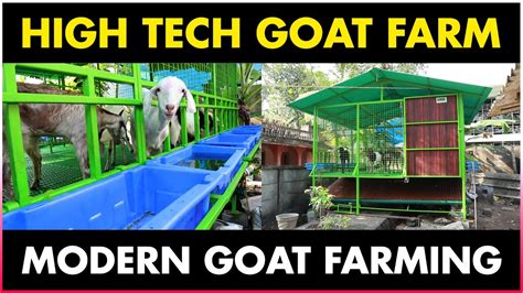 Modern Goat Farming Technology High Tech Goat Farm Goat Shed Design