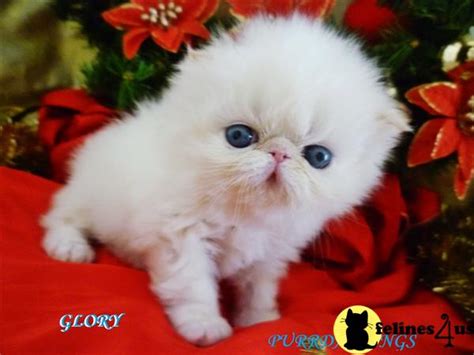 At our cheap essay writing service, you can be sure to get credible academic aid for a reasonable price, as the name of our website suggests. Himalayan Kitten for Sale: Sold CFA Reg.Deilghtful Flame Point Amazing Huge O 3 Yrs and 9 Mths old