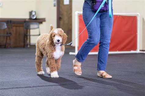 Golden Doodle puppies, Sheepadoodle Puppies, Cavapoo puppies in Fort