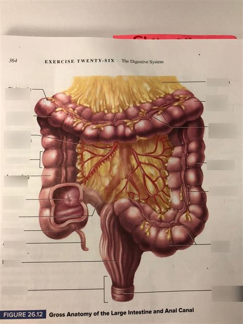 Figure 2612 Gross Anatomy Of The Large Intestine And Anal Canal Diagram