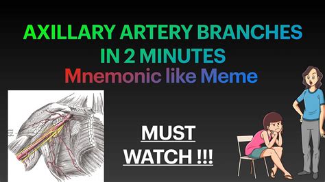 Axillary Artery Branches Mnemonic Learn All Branches In 2 Minutes