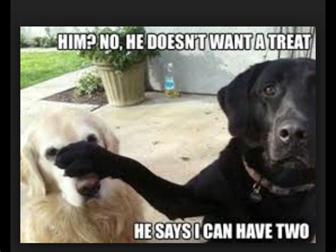 I Love Treats I Adore Them Funny Dog Photos Funny Animal Pictures