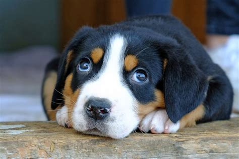Greater Swiss Mountain Dog Breed Information And Characteristics